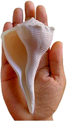 Nobility Dakshinavarti Shankh Right Hand Conch Shell For Puja Items Pooja Thali Diwali Home Decor Gift (Small 1.5 Inch, White) A+ #TOP4