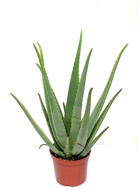 Aloe Vera Natural Planta Suculenta Conocida por sus Multiples Propiedades