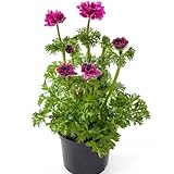 Flor de Anemona DECOALIVE Planta Natural Mix Color