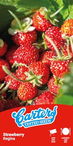 Carters Strawberry Regina Seeds Alpine Strawberry Seeds for Garden Pots & Containers Sweet Prolific Fruit Easy to Grow High Germination 100 Seeds