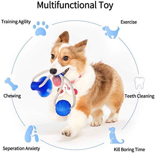 Matoolz Dog