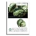 Gourd Speckled Swan Squash Seeds - 15 Heirloom Seeds - (Isla's Garden Seeds) - Non GMO! - 90% Germination! - Total Quality!