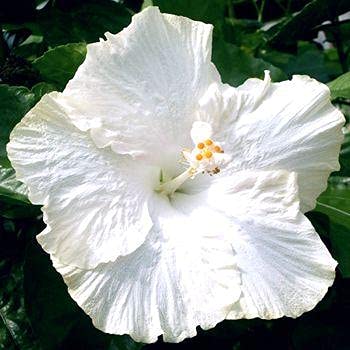 See full amazon price history chart for Mphmi Plants Hibiscus White Plant Hybrid - Flowering Plants Flower Garden Live Plant Nursery Indoor Outdoor Living Plants Mphmi Plants Hibiscus White Plant Hybrid - Flowering Plants Flower Garden Live Plant Nursery Indoor Outdoor Living Plants (B09541NL2D) Amazon Price History, Amazon Price Tracker