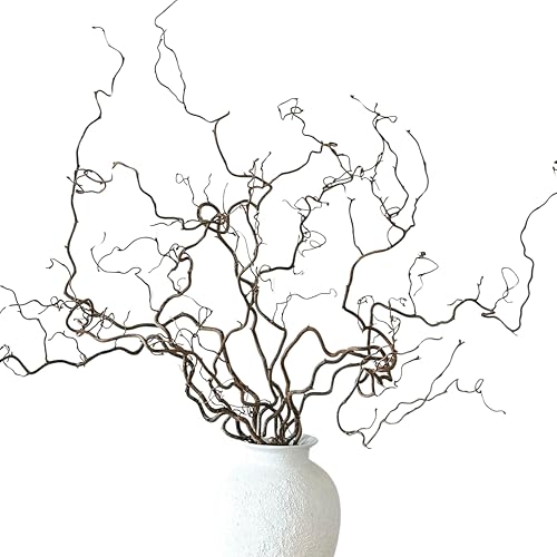 Eve & Wild Real Twisted Corylus Hazel Branches, Natural Decorative Dried Branch Decor, Curly Twigs for Vase, Japandi Decor, Twisted Willow (3, MEDIUM (70-80cm))