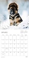 2021 Puppies Mini - 7" x 7" Calendar 1438874278 Book Cover