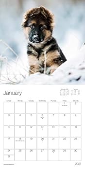 Calendar 2021 Puppies Mini - 7" x 7" Calendar Book