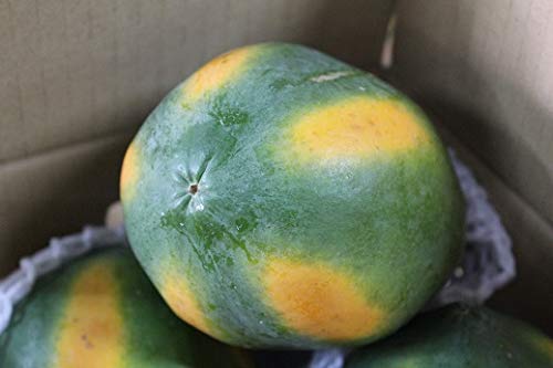 栽培簡単 パパイヤ の育て方 家庭でも育てやすい矮性品種のご紹介 園楽project 園芸 植物を楽しむ情報サイト