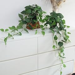 Green Pothos
