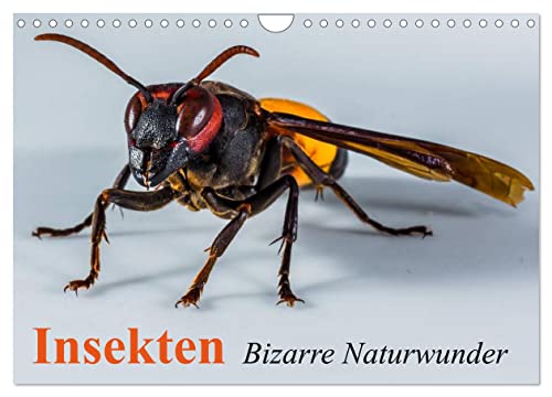 Insekten • Bizarre Naturwunder (Wandkalender 2026 DIN A4 quer), CALVENDO Monatskalender: Skurile Erscheinungen einer faszinierenden Welt (CALVENDO Tiere)