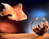Impact Posters Gallery Goldfish and Cute Cat Kitten in a Fishbowl Animal Wall Décor Art Print Poster (16x20)