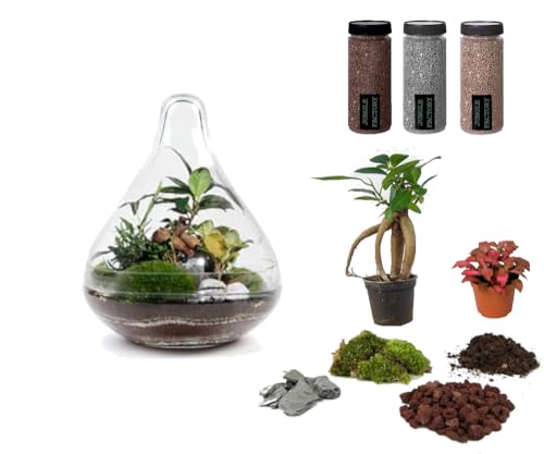 Kit terrarium DIY Jungle Drop Small H15cm pour écosystème autonome