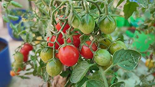 Image of Organic Desi Tomato Seeds, Leafy Vegetable Seeds for Home Gardening and Terrace Gardening, Fresh Indian Tomato Seeds with 4 Varieties, Easy to Grow Organic Tomato Vegetable Seeds