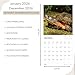 2026 Turtle Wall Calendar | 12