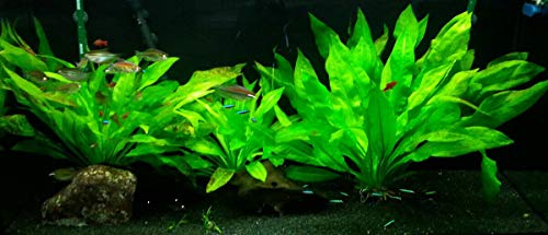 Marcus Fish Tanks 3X Amazon Sword Echinodorus Bleheri Easy Live Aquarium Plants For Aquatic Freshwater Fish Tank thumb #4