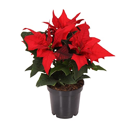 Planta de la Navidad DECOALIVE Hojas de Color Rojo Planta Natural