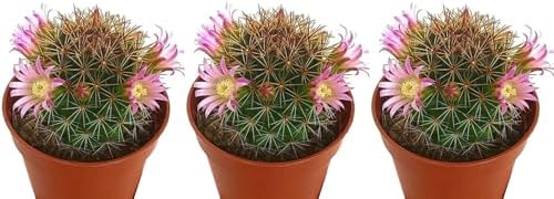 Pack de 3 mini cactus Mammillaria, 6 cm. Catus compacto, con espi...