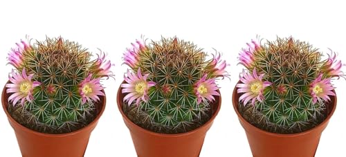 Pack de 3 mini cactus Mammillaria, 6 cm. Catus compacto, con espinas densas y flores pequeñas, fácil de cuidar. Segura Garden.