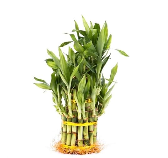 Generic 3 Tier 4'' 6'' 8'' Lucky Bamboo stalks for Feng Shui (Total About 34 Stalks) The Most...