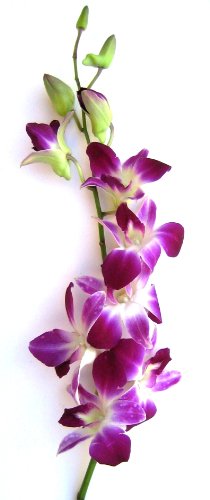 Fresh Flowers - 20 Premium Purple Dendrobium Orchids With Vase #TOP2