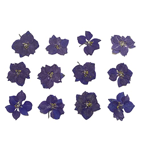 Flores Naturales Secas Prensadas Delphinium 12 piezas miniatura 1