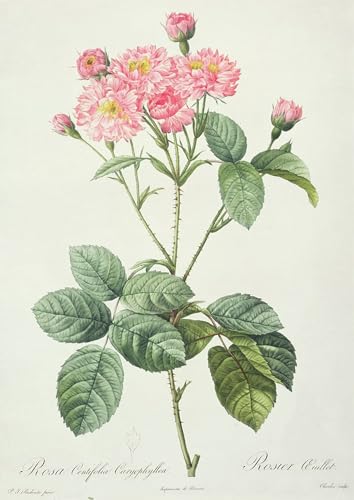 Affiche Rosa Centifolia Pierre Redouté impression sur toile salon 60x90cm