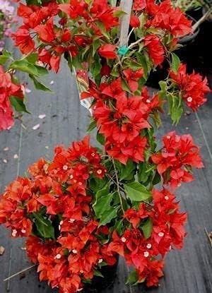 Image of Rare Bougainvillea Live Flower Plant || Healthy Live Plant with Grow Bag & Secure Packing || Beautiful Flower Garden Decoration (red) pack of 1