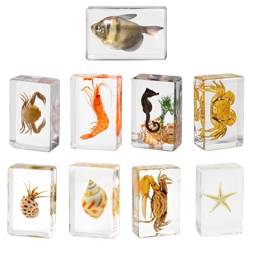 Small Size 9pcs Oceans Insect Specimens in Resin for Closer-Look & Study in Safe Healthy Manner, Novelty Fun & Educational for Preschool Classroom, Home Office Display (9, Small 9pcs Oceans)