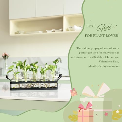 Mkono Propagation Stations with Metal Stand, Desktop Plant Terrarium Glass Planter Vase for Hydroponic Plants Flower Cutting Home Office Garden Decor Plant Lover Gifts, 5 Jars - Image 7
