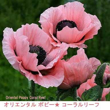 Amazon｜ハッピーガーデン 花苗 オリエンタルポピー 1鉢3.5号 コーラル