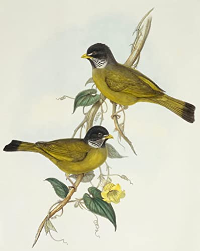 Impression sur toile décoration salon affiche oiseau John Gould gravure animal 60x90cm