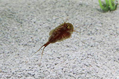 Triops Cancriformis Urzeitkrebse Starter Set mit ca. 150 Urzeitkrebs-Eiern/Zysten Deutschland, Anleitung zur Zucht und Jungtier-Futter - Züchte jetzt Deine eigenen Urzeitkrebse