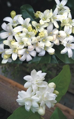 Image of Live Mogra Plant Rare Arabian Jasmine | Multi Petals Mogra Flowering Plant with Pot | Indoor Outdoor Fragrant White Flower Plant for Home Garden Balcony