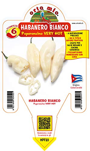  1 PIANTA IN VASO Ø 14CM DI PEPERONCINO PICCANTE HABANERO BIANCO ORTOMIO