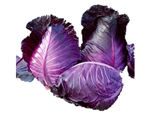 Amazon.co.jp: 植物種子 ポリフェノールを含む赤紫とんがりキャベツ 種