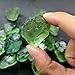 WGPHDW Meditation Home Decor, Natural Green Fluorite Quartz Crystal Rock Tumble Stones for Fish Tank Aquarium Garden Decoration Gifts,Natural Crystal (Size : 30-50G)