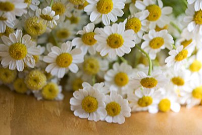 Creative Farmer Herb Seeds For Kitchen Garden - Garden Rare Herb Chamomile Plant Seeds Kitchen Garden Pack (B0753LDGZL) Amazon Price History, Amazon Price Tracker