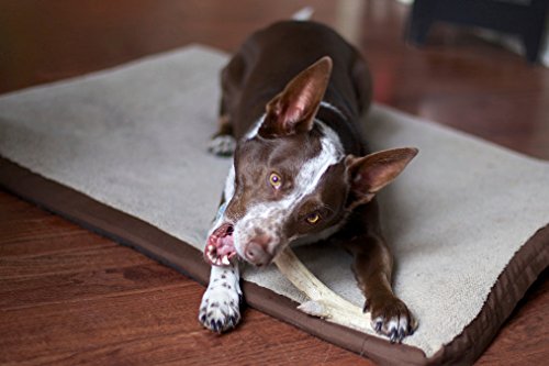 Deer Antlers for Dogs, Premium, Grade A, Deer Antler Dog Chew, Long Lasting Dog Treat for Your Pet. from The USA (Large 6-7") - Thumbnail 4