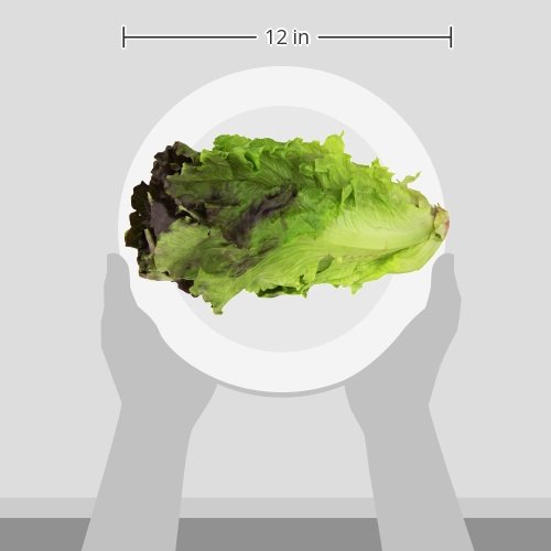 Red Leaf Lettuce, 1 Head