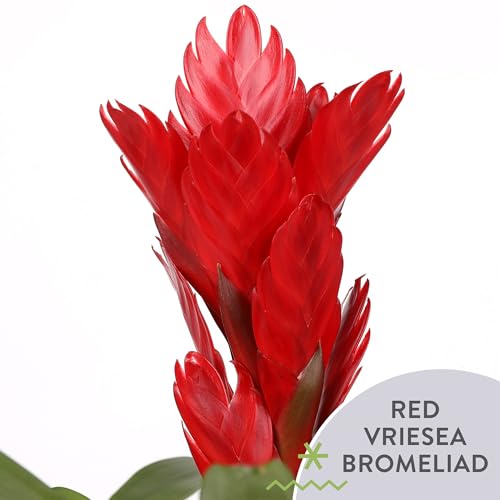 Just Add Ice SA5116 Red Vriesea Bromeliad in Brown Wooden Pottery with Snowy Pinecone Pick, Long-Lasting Fresh Flowers, Rustic Holiday Décor, 5" Diameter, 15" Tall