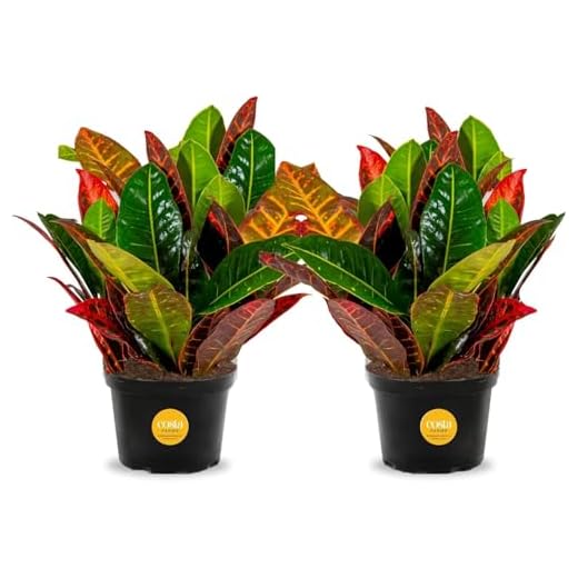 Vibrant Croton Plants Set for Home Decor