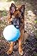 Jolly Pets Toys Jolly Bounce-n-Play Hundespielzeug, Blueberry, Large/X-Large