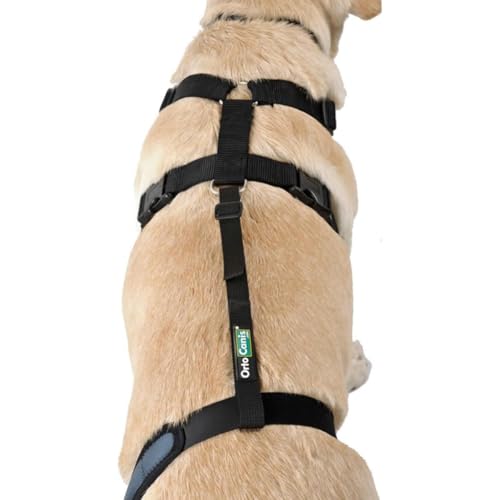 Ortocanis - Haltegurt für Kniebandage Hund - Verhindert das Abrutschen und Sichert die Kniebandage - Fördert die Stabilität - Größe nur Gurtband: M 38-51 cm
