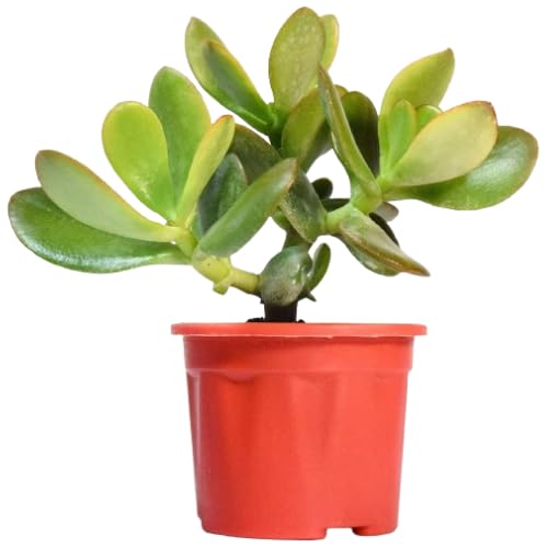 India Gardening Crassula Ovata Jade Plant | Good Luck Vastu Plant | (Kuberakshi Crassula) With Plastic pot | Money Plant | The Prosperity Plants | Indoor & Outdoor Plant | Home Decor Plant (B0BS3HW83X) Amazon Price History, Amazon Price Tracker