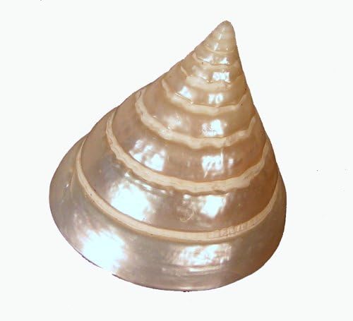 Buddhist Altar/Shell Offering/Naga Land Tibet Sacred Stones Amulet