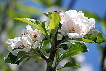 TriStar Plants - Red Delicious Apple, 4-5ft tall,1 Gallon - Healthy Established Roots, Washington Apple,