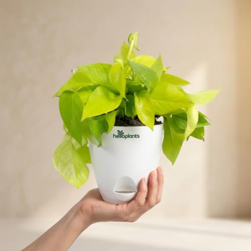 Image of Golden Money Plant Air Purifying Indoor Live Plant Trailing Golden Pothos Vine in a 4-Inch Self-Watering Matte White Pot