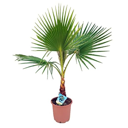 Palmera WASHINGTONIA ROBUSTA - (Altura 40/50 Cm aprox) -Palmera Natural de decoración - Palmera de Interior y Exterior - Planta Viva