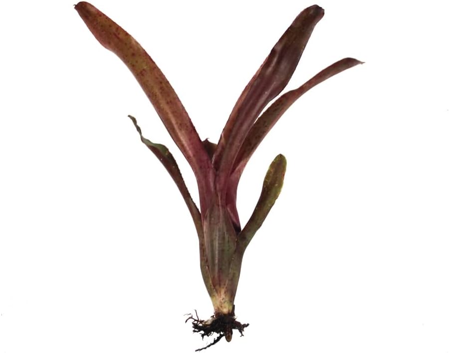 Josh's Frogs Neoregelia 'Fireball' x ampullacea Bromeliad