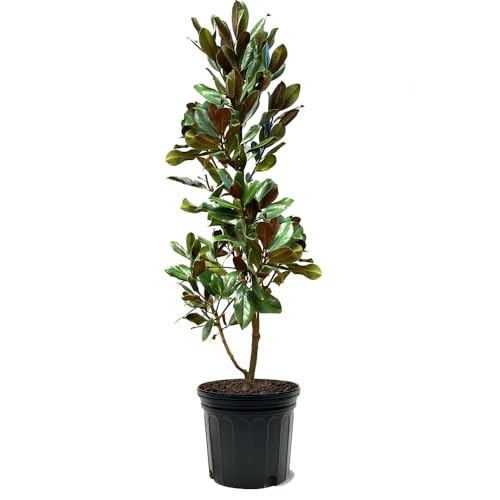 D. D. Blanchard Southern Magnolia, Shade Tree, Fragrant Cup-...