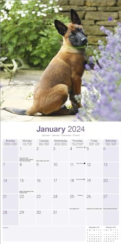 Belgian Shepherd Dog Calendar 2024 - Image 2